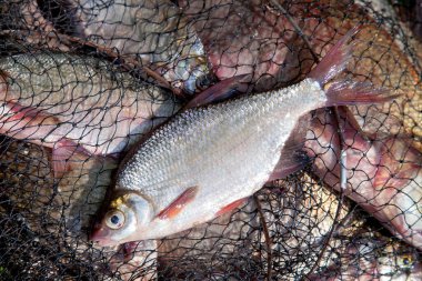 Balık tutma konsepti. Balıkçılık ile birlikte taze su balığı da tutuluyor. Yeşil çimenler üzerinde bronz çipura (Abramis brama) ya da sazan çipleri olarak bilinen yaygın çiplerle birlikte keepnet üzerinde tek tatlı su beyazı veya gümüş çipura.