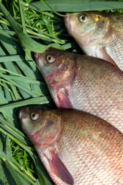 İyi yakaladın. Sudan yeni alınmış büyük tatlı su çipurası. Yeşil kamış üzerinde bronz çipura ya da sazan çipleri olarak bilinir..