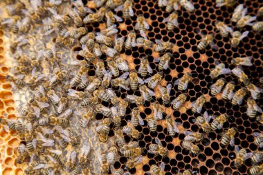 Tatlı bal ile petek üzerinde çalışma arıların görünümü kapatın. Sarı petek arı kovanı tatlı bal ile sadece alınan. Güzel sarı petek arı bal toplanan