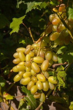 Üzüm bağında asılmış bir demet yeşil üzüm. Bahçede asılı bir demet yeşil üzümün yakın görüntüsü