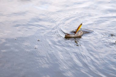 Tatlı su Kuzey pike balık yem içinde ağız Lirası su ile Esox Lucius biliyor yakaladın. Kavram balıkçılık, iyi catch - ağız büyük pike akan suyun içinde damla ile açın