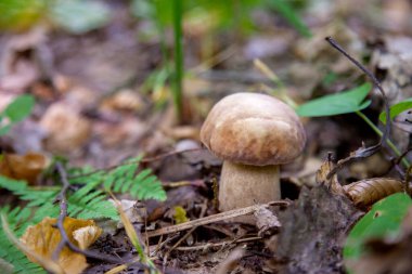 Boletus edulis (cep, penny topuz, porcino veya kral bolete, genellikle porcini mantar denir) yosun ve kuru düşmüş yaprakları arasında orman zeminde sonbahar sezonunda yetişir