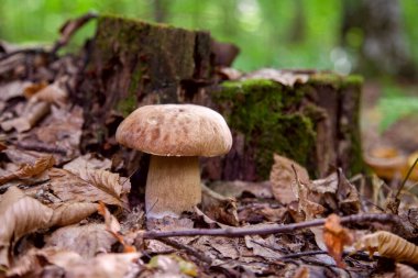 Boletus edulis (cep, penny topuz, porcino veya kral bolete, genellikle porcini mantar denir) yosun ve kuru düşmüş yaprakları arasında orman zeminde sonbahar sezonunda yetişir