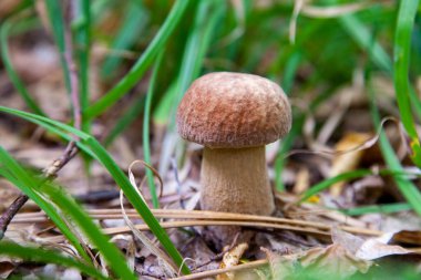 Boletus edulis (cep, penny topuz, porcino veya kral bolete, genellikle porcini mantar denir) yosun, yeşil çim ente ve sonbahar sezonunda düşmüş yaprakları arasında orman zeminüzerinde yetişir