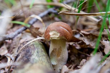 Boletus edulis (cep, penny topuz, porcino veya kral bolete, genellikle porcini mantar denir) yosun, yeşil çim ente ve sonbahar sezonunda düşmüş yaprakları arasında orman zeminüzerinde yetişir