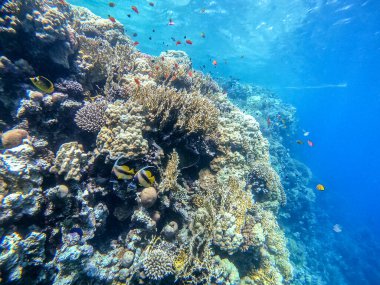 Mercan resifinde Heniochus Ara Suyu olarak bilinen Kızıl Deniz sancak balığı. Mercanlar ve tropikal balıklarla dolu su altı yaşamı. Kızıl Deniz 'deki Mercan Resifi, Mısır