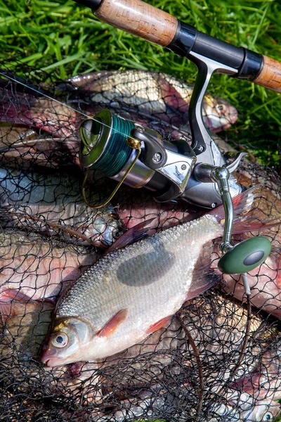 Fishing concept. Freshwater fish and fishing rods with reels on keepnet with fishery catch in it. Single freshwater white bream or silver bream on keepnet with common breams known as bronze breams or carp bream (Abramis brama) on green grass