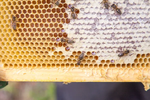 Zblízka Pohled Pracovní Včel Honeycomb Sladkým Medem Žlutá Honeycomb Jen — Stock fotografie
