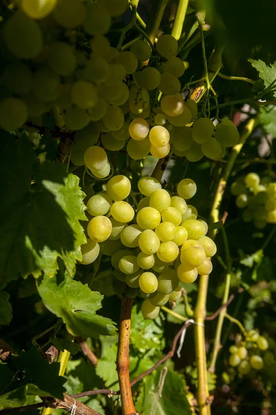 Bando Uvas Verdes Penduradas Num Arbusto Uvas Numa Vinha Close — Fotografia de Stock