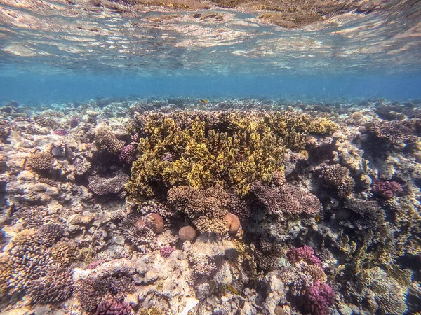 Underwater panoramic view of coral reef with tropical fish, seaweeds and corals at the Red Sea, Egypt. Acropora gemmifera and Hood coral or Smooth cauliflower coral (Stylophora pistillata), Lobophyllia hemprichii, Acropora hemprichii or Pristine Stag