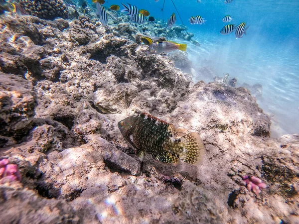 Trooppinen Abudjubbe Wrasse Tunnetaan Cheilinus Abudjubbe Vedenalainen Koralliriutalla Vedenalainen Elämä — kuvapankkivalokuva