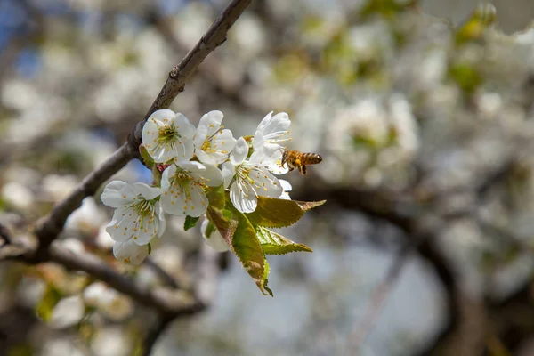 Orchard at spring time. Close up view of flying honeybee over the white flower of sweet cherry tree. Honeybee collecting pollen and nectar to make sweet honey. Small green leaves and white flowers of sweet cherry tree blossoms at spring day in garden