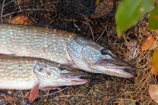 Conceito Pesca Captura Troféu Dois Grandes Piques Água Doce Peixe — Fotografia de Stock