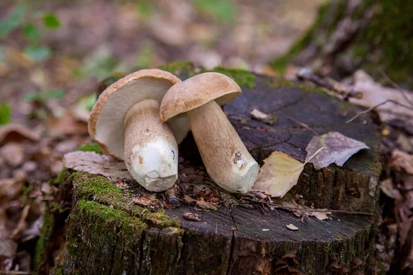 秋天的季节 在森林里的青苔 绿草和落叶中 在森林中种了几只小香菇 Cep 便士包子 色情或国王肉蘑菇 通常称为波西尼蘑菇 — 图库照片