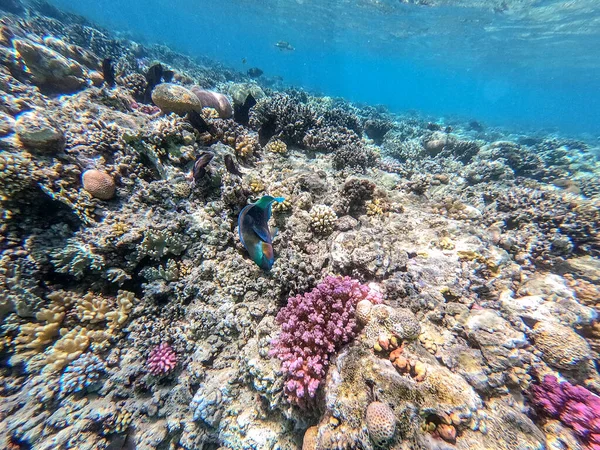 Renkli Tropik Hipposcarus Uzun Kolları Mercan Resiflerinde Altında Hipposcarus Harid — Stok fotoğraf