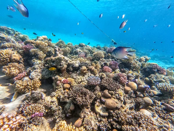 Underwater panoramic view of coral reef with tropical fish, seaweeds and corals at the Red Sea, Egypt. Acropora gemmifera and Hood coral or Smooth cauliflower coral (Stylophora pistillata), Lobophyllia hemprichii, Acropora hemprichii or Pristine Stag