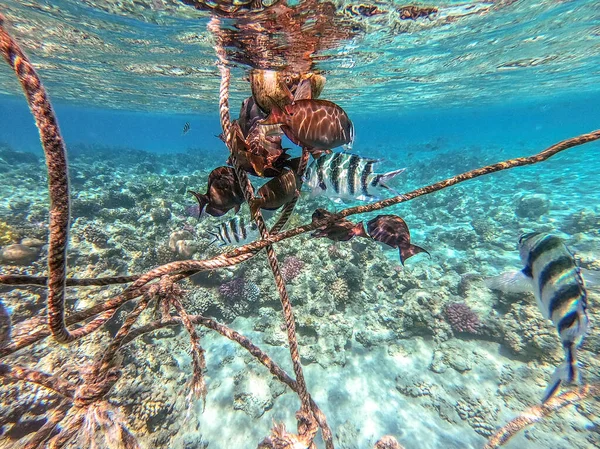 Tropical Sailfin Tang Desjardin Sailfin Tang Known Zebrasoma Desjardinii Underwater — Stock Photo, Image