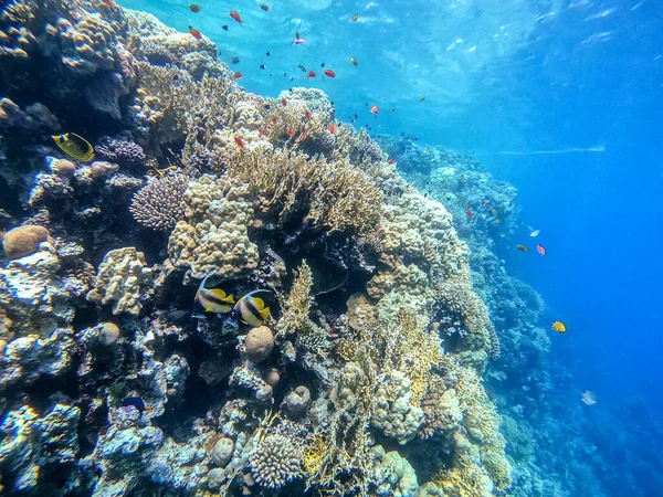 Mercan resifinde Heniochus Ara Suyu olarak bilinen Kızıl Deniz sancak balığı. Mercanlar ve tropikal balıklarla dolu su altı yaşamı. Kızıl Deniz 'deki Mercan Resifi, Mısır
