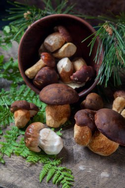 Boletus badius, imleria badia ya da Bay bolete ve Porcini mantarlarının sonbahar kompozisyonu yaygın olarak Boletus Edulis olarak bilinir, kil kase ile mantarlar eski ahşap arka planda yeşil çam ağacı dalı ve eğreltiotu yaprağı sırtı