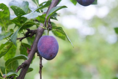 Hasat edilmeye hazır bir ağaç dalından sarkan olgun erikler. Meyve bahçesindeki ağaç dalında olgun erikler. Meyve bahçesinde erik ağacı dalı üzerinde yeşil yaprakları ile taze organik meyve görünümü
