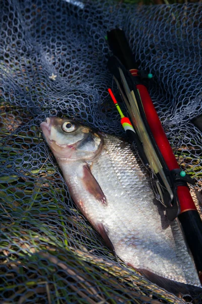 Ловля Рыбы Большой Пресноводный Лещ Известный Бронзовый Лещ Лещ Карп — стоковое фото
