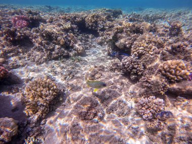 Renkli tropikal siyah benekli lastik balığı ya da mercan resifinde suyun altındaki plectorhinchus gaterinus 'a yakından bakın. Mercanlar ve tropikal balıklarla dolu su altı yaşamı. Kızıl Deniz 'deki Mercan Resifi, Mısır