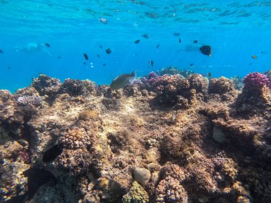 Mercan resifinde su altında Whitemargin Tekboynuz Balığı olarak bilinen tropikal Naso annulatus balığı. Mercanlar ve tropikal balıklarla dolu su altı yaşamı. Kızıl Deniz 'deki Mercan Resifi, Mısır