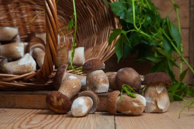 Yenebilir orman mantarları. Toplanan yabani porcini mantar yığını (sepet, porcino veya kral bolete, genellikle boletus edulis olarak bilinir), mantarlı hasır sepeti ve sonbahar mevsiminde ahşap arka planda yeşil üzüm yaprakları.