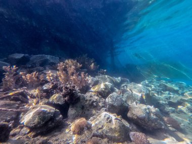 Kızıldeniz 'de tropikal balıklar, deniz yosunları ve mercanlarla mercan resifinin sualtı panoramik görüntüsü..