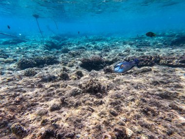 Mercan resifinde renkli tropikal balık Sohal Cerrah Balığı (Acanthurus Sohal) su altında tang. Mercanlar ve tropikal balıklarla dolu su altı yaşamı. Kızıl Deniz 'deki Mercan Resifi, Mısır
