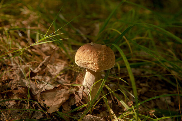 Boletus edulis (cep, porcino or king bolete, usually called porcini mushroom) grows on the forest floor among moss, green grass and fallen leaves at autumn season