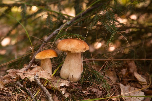 Zwei Steinpilze Freier Wildbahn Steinpilze Steinpilze Steinpilze Oder Steinpilze Der — Stockfoto