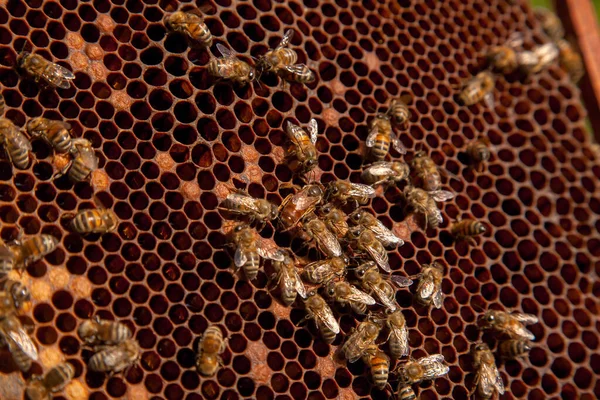 Bee queen in beehive. Queen bee in a beehive laying eggs supported by worker bees. Mistress bee colonies. Queen bee surrounded by her workers.