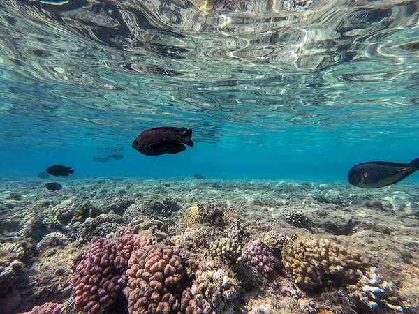 Vedenalainen Panoraamanäkymä Koralliriutalle Trooppisilla Kaloilla Merilevillä Koralleilla Punaisellamerellä Egyptissä Acropora — kuvapankkivalokuva