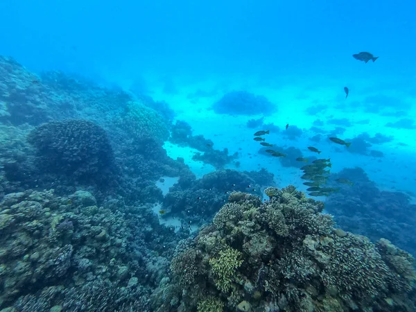 Underwater panoramic view of coral reef with tropical fish, seaweeds and corals at the Red Sea, Egypt. Acropora gemmifera and Hood coral or Smooth cauliflower coral (Stylophora pistillata), Lobophyllia hemprichii, Acropora hemprichii or Pristine Stag