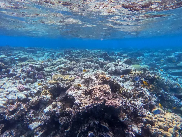 エジプトで熱帯魚 サンゴとサンゴ礁の水中パノラマビュー アクロポラ ジェミフェラ フード サンゴ礁 スムーズ カリフラワー サンゴ スタイロフォラ — ストック写真