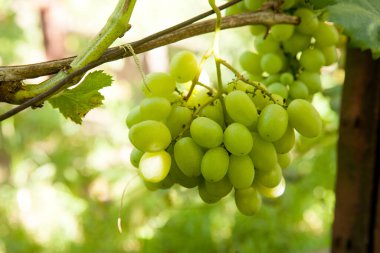Üzüm bağında asılmış bir demet yeşil üzüm. Bahçede asılı bir demet yeşil üzümün yakın görüntüsü