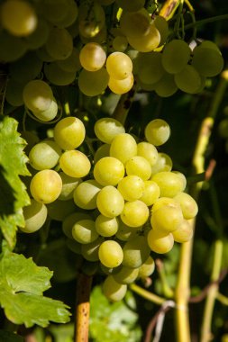 Üzüm bağında asılmış bir demet yeşil üzüm. Bahçede asılı bir demet yeşil üzümün yakın görüntüsü