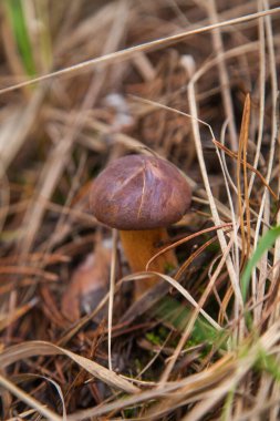 Boletus badius, imleria badia ya da Bay Bolete 'nin sonbahar mevsiminde yosun ve kuru yaprakların arasında büyümesini yakından izleyin. Yenilebilir ve gözenekli mantarların kadife rengi kahverengi veya kestane rengi başlıkları vardır.