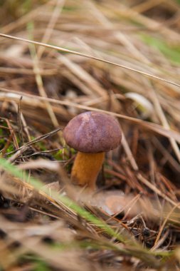 Boletus badius, imleria badia ya da Bay Bolete 'nin sonbahar mevsiminde yosun ve kuru yaprakların arasında büyümesini yakından izleyin. Yenilebilir ve gözenekli mantarların kadife rengi kahverengi veya kestane rengi başlıkları vardır.