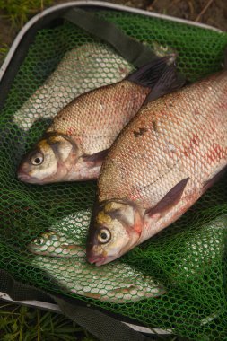 İyi yakaladın. Sudan yeni alınmış büyük tatlı su çipurası. Yeşil balıkçı ağında bronz çipura ya da sazan çipleri olarak da bilinir. Balıkçılığın doğal bileşimi ve içinde balık avı olan bir depo.