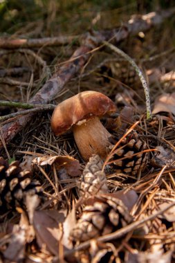 Vahşi doğada tek Boletus mantarı. Porcini mantarı (Sepet, porcino veya kral bolete, genellikle boletus edulis olarak bilinir) sonbahar mevsiminde çam ağacı ormanlarında yosun ve kuru yapraklar arasında yetişir.
