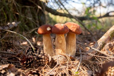 Vahşi doğada üçlü Boletus mantarı. Porcini mantarı (Sepet, porcino veya kral bolete, genellikle boletus edulis olarak adlandırılır) sonbahar mevsiminde yosun ve kuru yaprakların arasında çam ağacı ormanlarında bulunur.