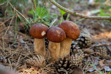 Vahşi doğada üçlü Boletus mantarı. Porcini mantarı (Sepet, porcino veya kral bolete, genellikle boletus edulis olarak adlandırılır) sonbahar mevsiminde yosun ve kuru yaprakların arasında çam ağacı ormanlarında bulunur.
