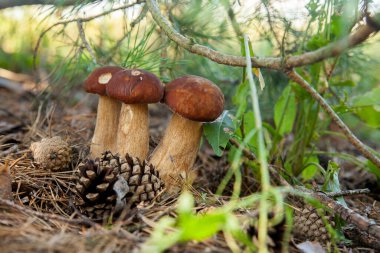 Vahşi doğada üçlü Boletus mantarı. Porcini mantarı (Sepet, porcino veya kral bolete, genellikle boletus edulis olarak adlandırılır) sonbahar mevsiminde yosun ve kuru yaprakların arasında çam ağacı ormanlarında bulunur.