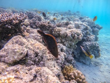 Renkli tropik Hipposcarus uzun kolları ya da mercan resiflerinde su altında Hipposcarus Harid olarak bilinen Papağan Balığı. Mercanlar ve tropikal balıklarla dolu su altı yaşamı. Kızıl Deniz 'deki Mercan Resifi, Mısır