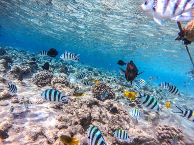 Balıkların farklı türleri - yelken tang veya Desjardin 'in yelken yüzgeci tang, Hipposcarus longiceps veya Uzun Burunlu Parrotfish, Rhinecanthus suikast balığı veya Picasso tetikleyici, Birdmouth wrasse, Klunzinger' s wrasse ve diğer tropikal balıklar