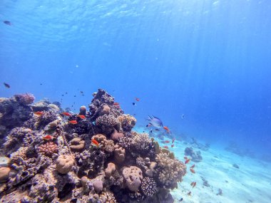 Sualtı panoramik mercan resifinin Lyretail anthias sürüsü (Pseudanthias squamipinnis) ve diğer tropikal balık türleri, deniz yosunları ve mercanlar ile Kızıl Deniz, Mısır. Acropora gemmifera ve Hood mercanı veya Pürüzsüz karnabahar mercanı (Stylophora 