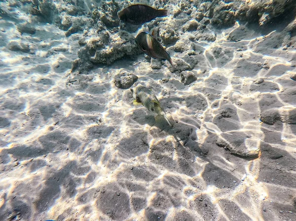 Weißer Kugelfisch Bekannt Als Arothron Hispidus Unter Wasser Korallenriff Unterwasserwelt — Stockfoto