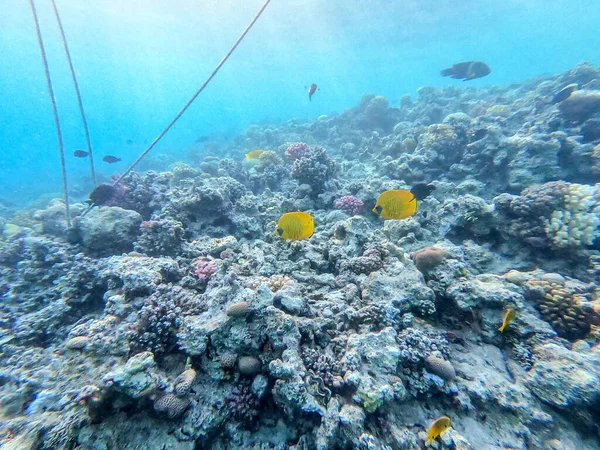 Poisson Papillon Bluecheek Tropical Connu Sous Nom Chaetodon Semilarvatus Sous — Photo